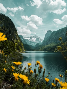 yellow flowers near lake and mountains during daytime