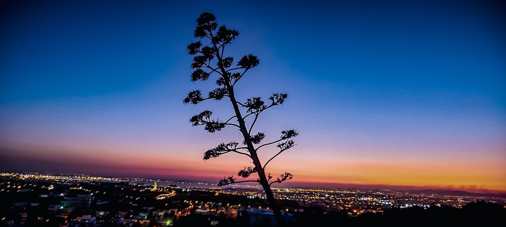 tree near city during sunset