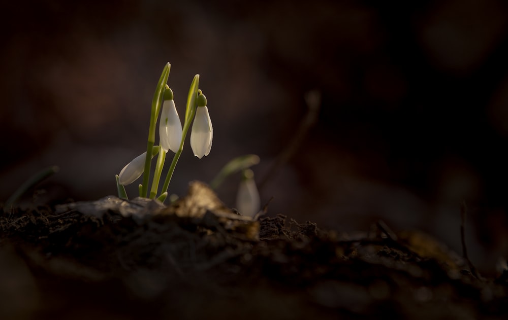 white flowers on brown soil