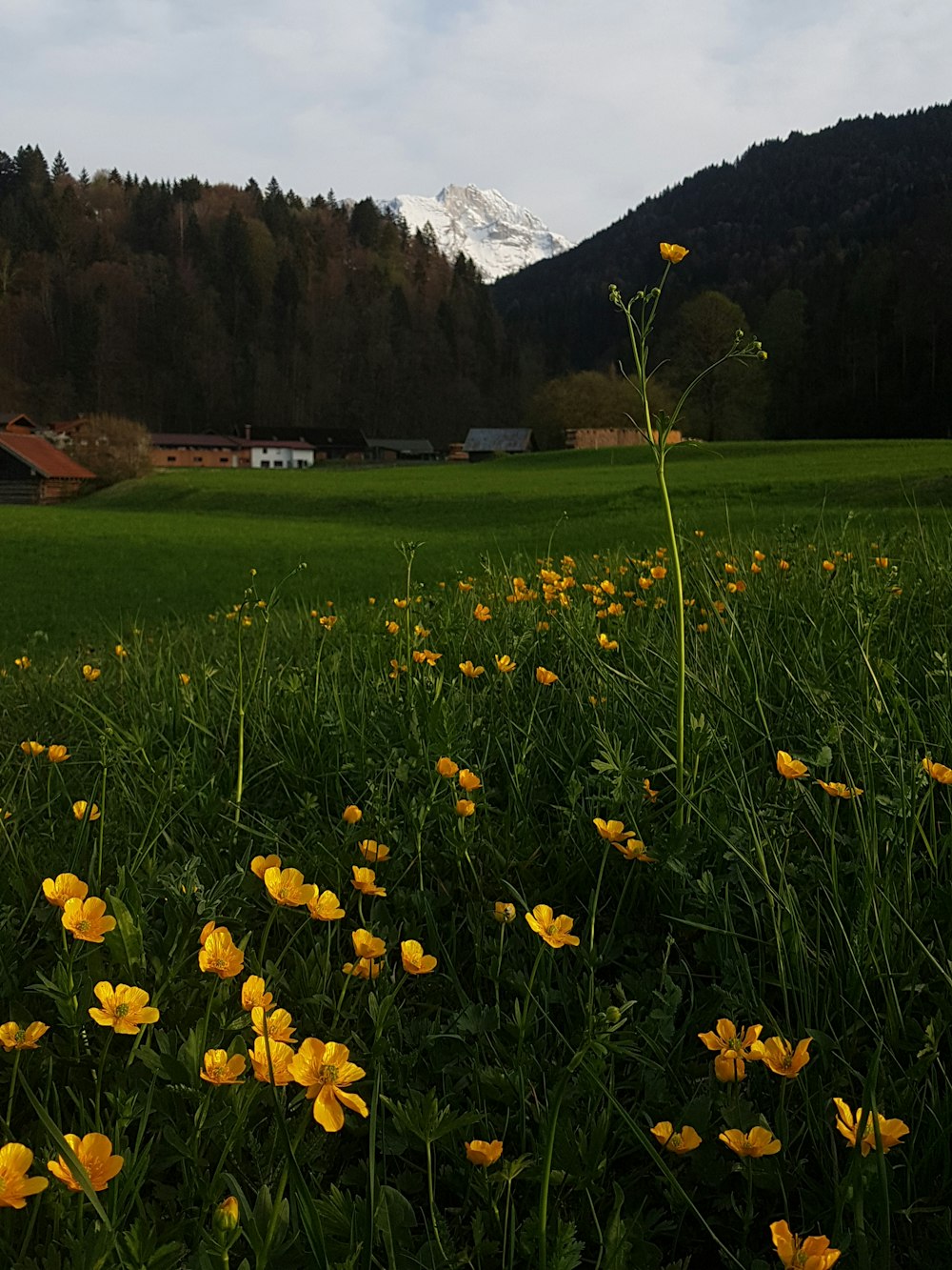 yellow flowers on green grass field near brown mountains during daytime