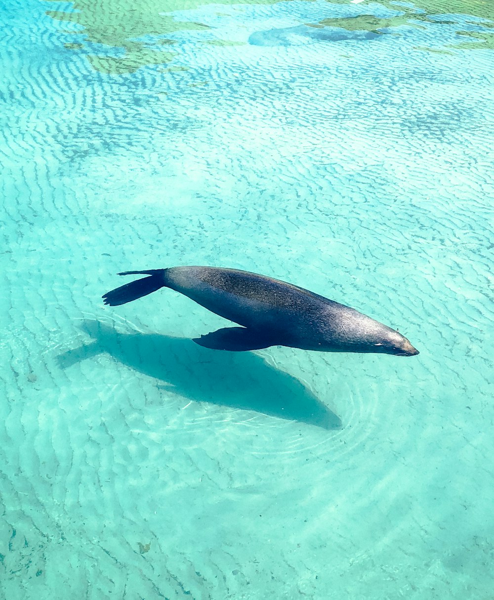 black seal on body of water