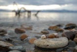 Close-up of seashells and smooth stones on the shoreline.