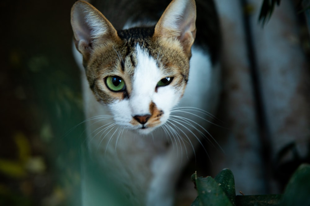 brown tabby cat in tilt shift lens