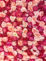 pink and white rose petals