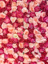 pink and white rose petals