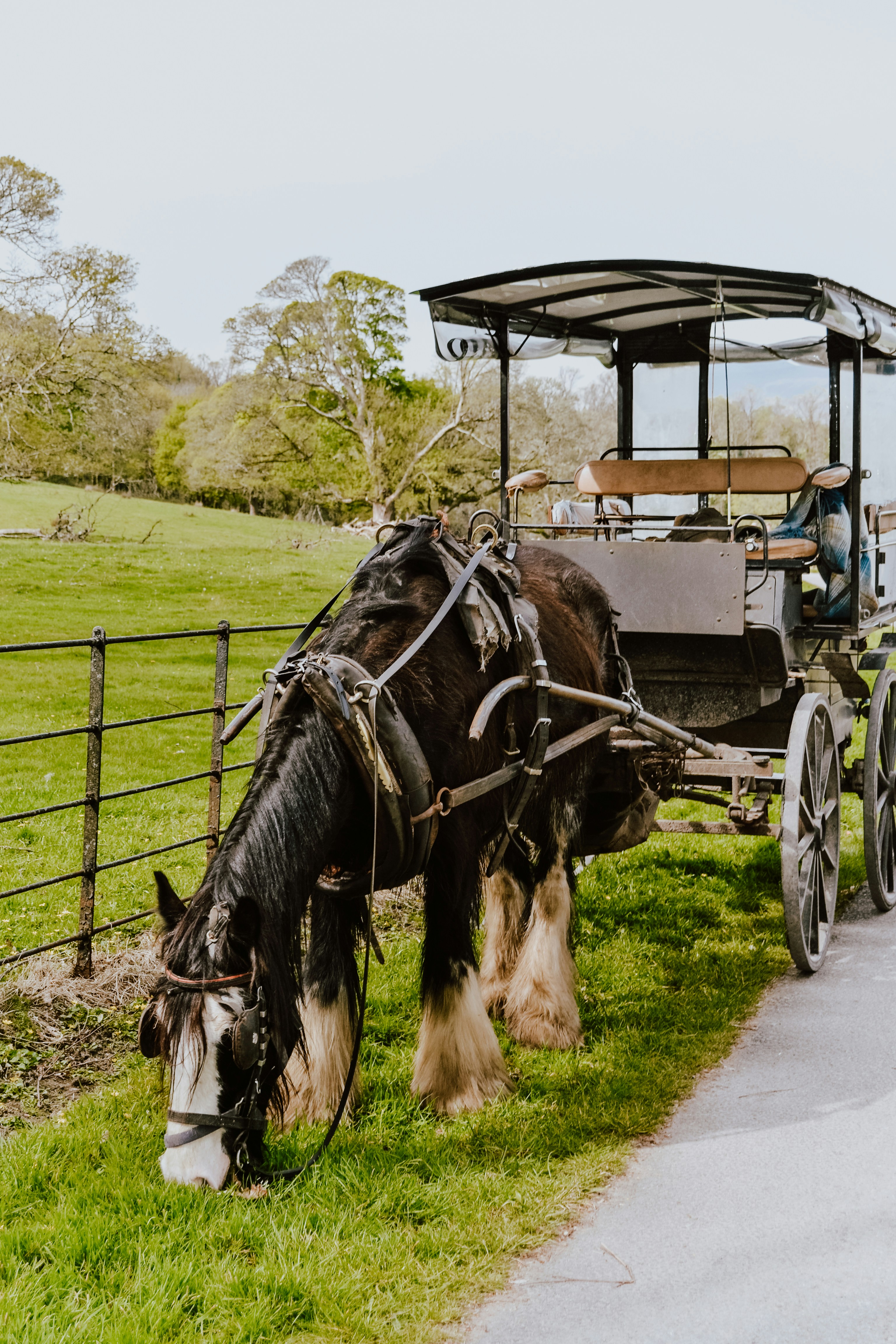 carrozza a cavalli in bianco e nero sul campo di erba verde durante il giorno
