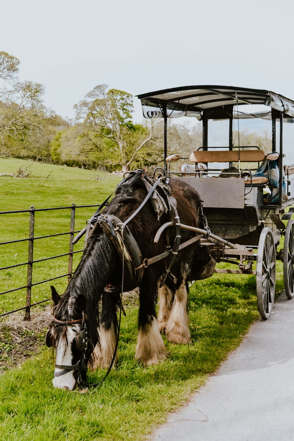 black and white horse carriage on green grass field during daytime