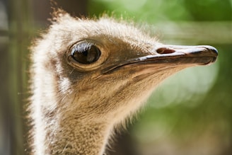 Detailed shot of ostrich leather showing distinctive quill marks.