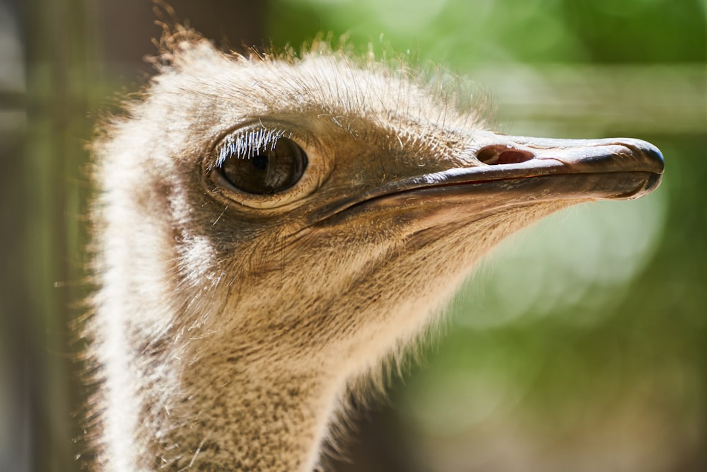 brown ostrich head in close up photography