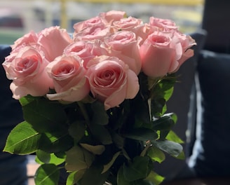 pink roses in close up photography