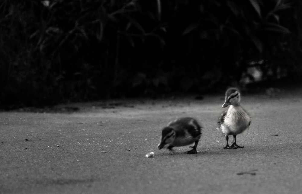 grayscale photo of two birds on road