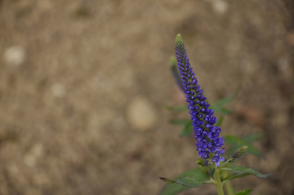 purple flower in macro lens