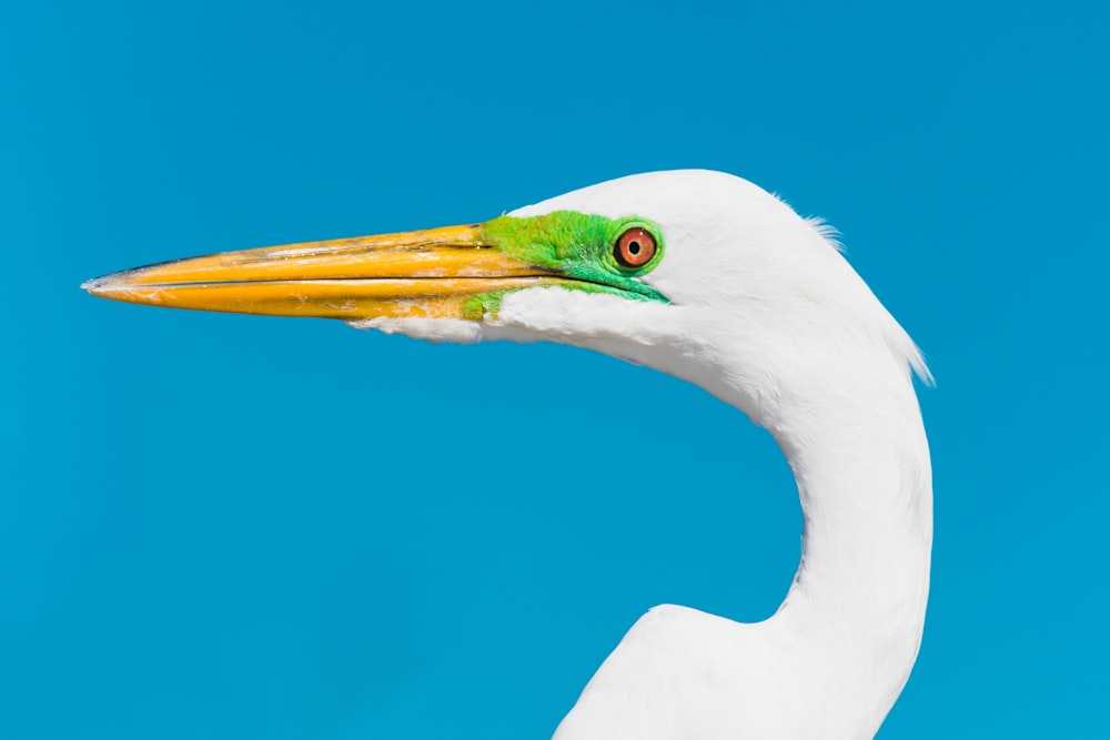 weißer Vogel mit grünen Augen