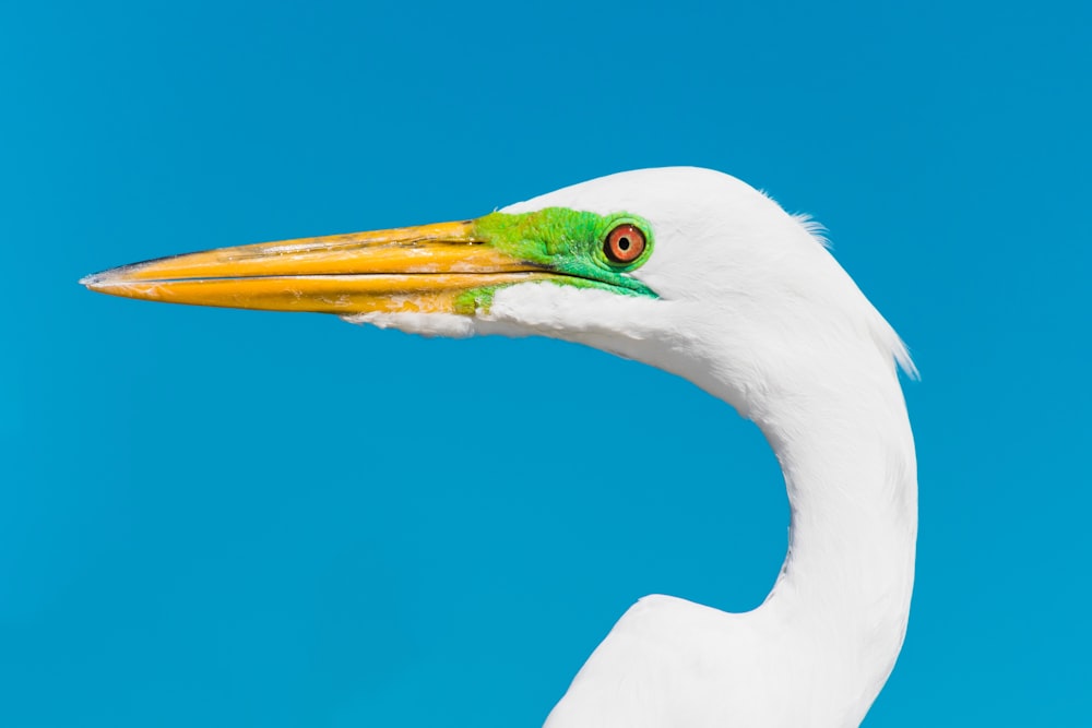 white bird with green eyes
