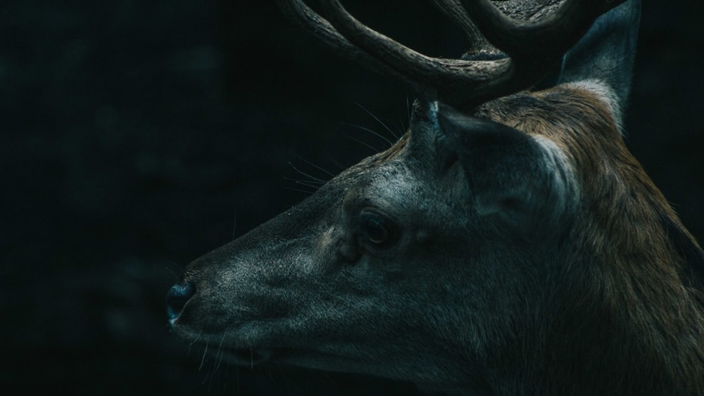 animale nero in primo piano fotografia