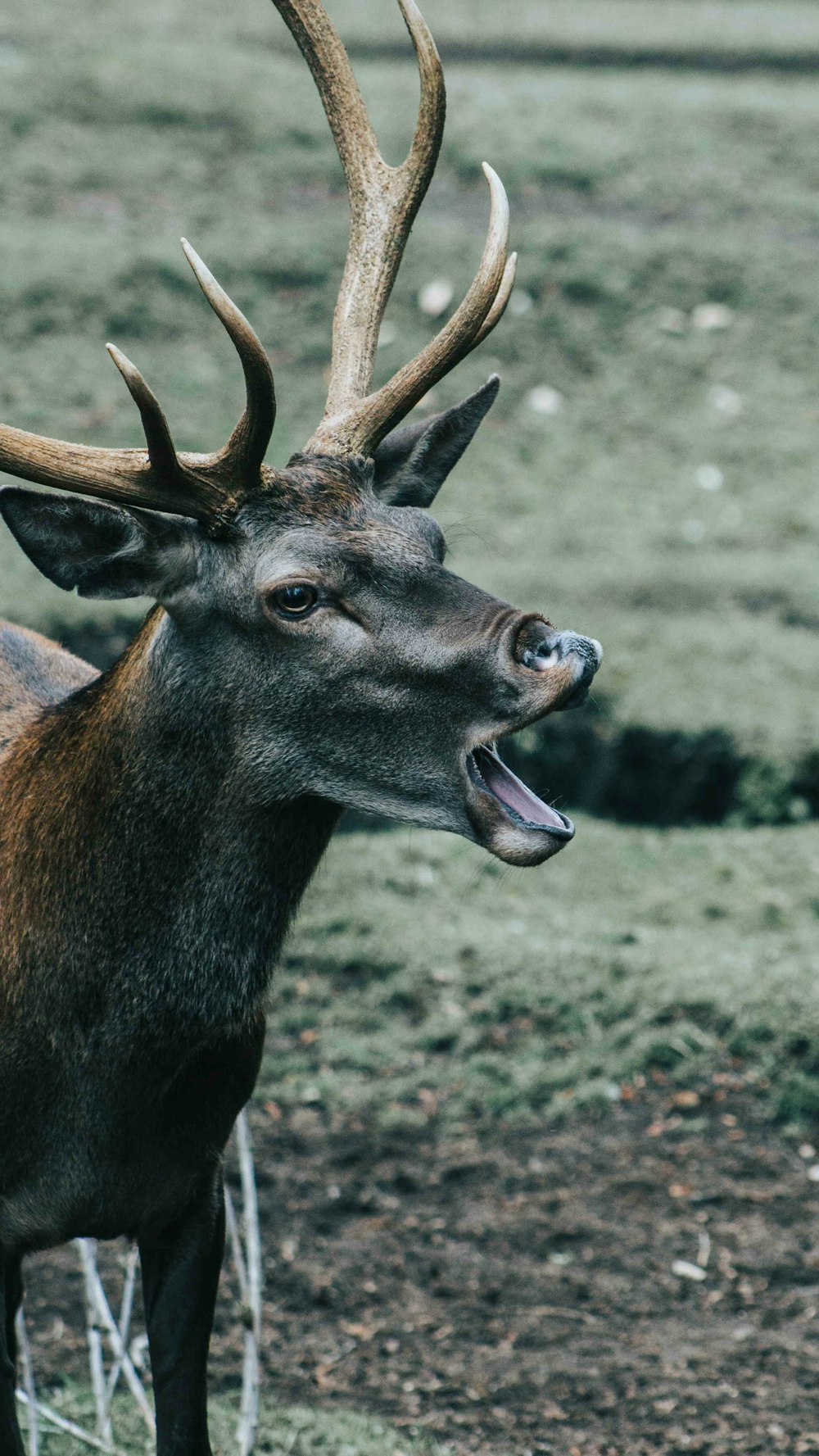 brown deer on green grass during daytime