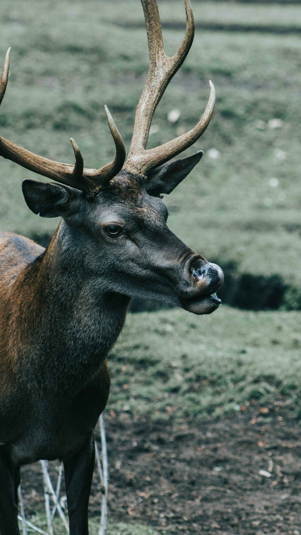 brown deer on green grass during daytime