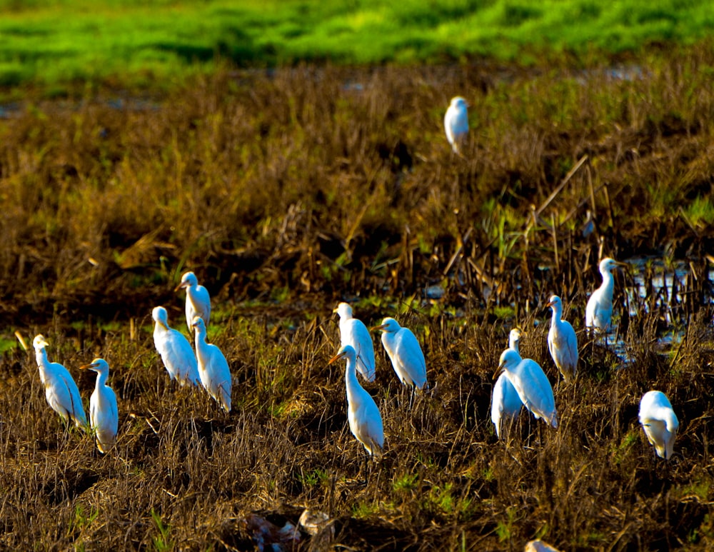 oiseaux blancs et bleus sur l’herbe brune pendant la journée