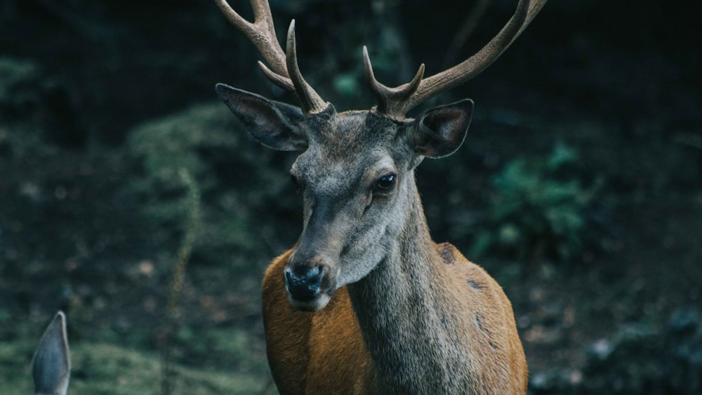 brown deer on green grass during daytime