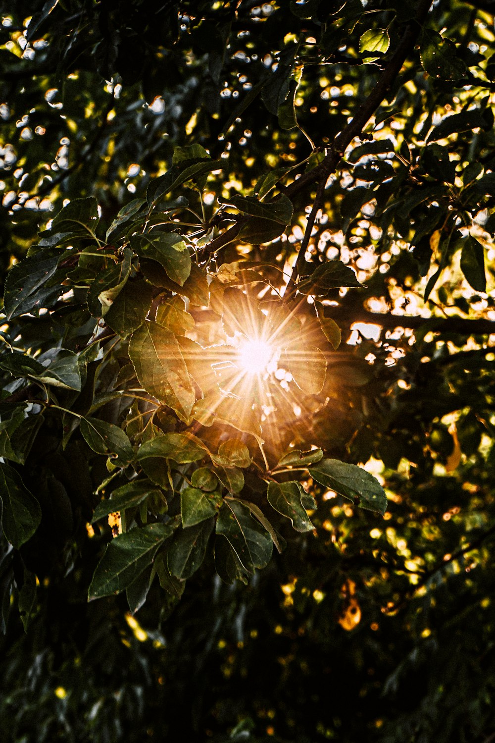 緑の葉の間から差し込む太陽の光
