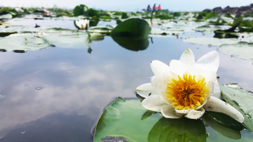 white lotus flower on water