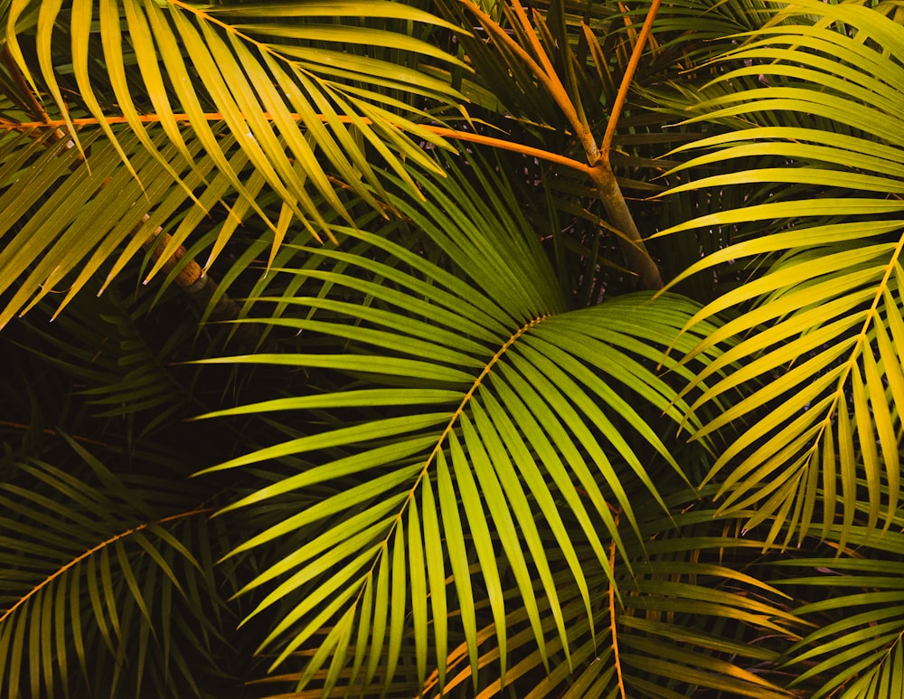 Grüne Palmenpflanze tagsüber