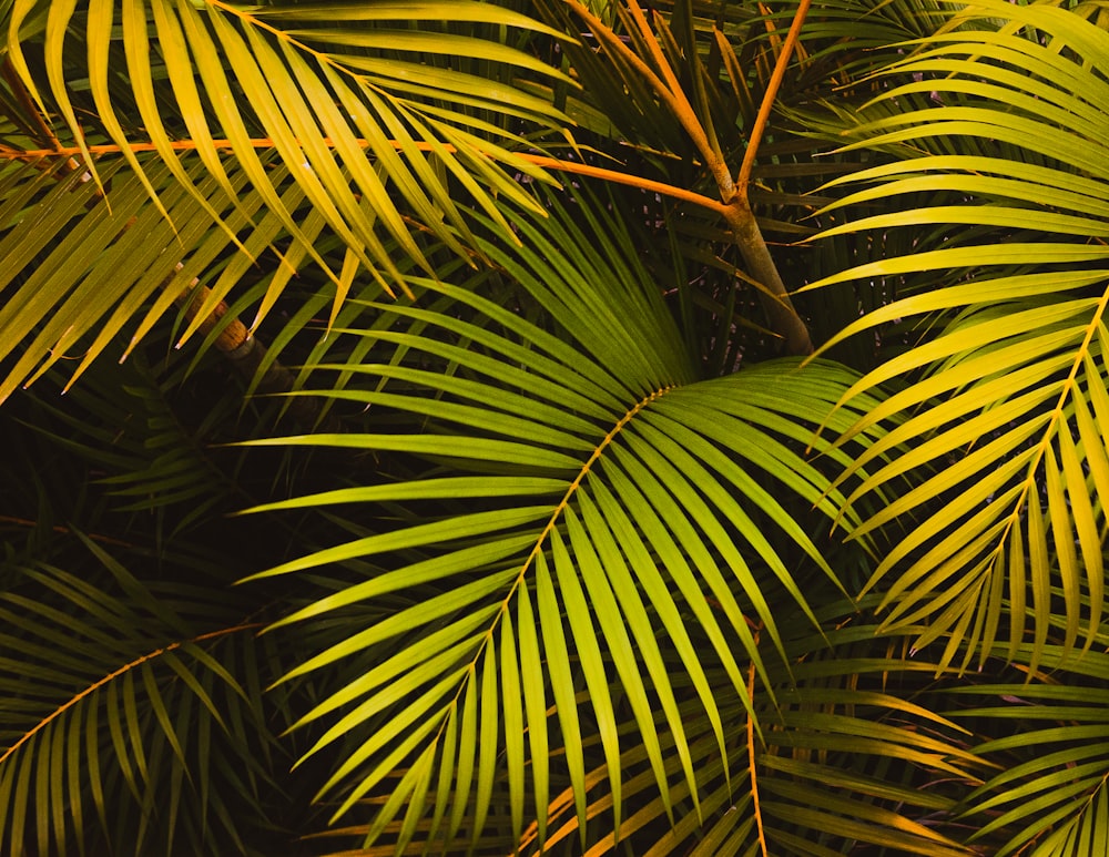 green palm plant during daytime