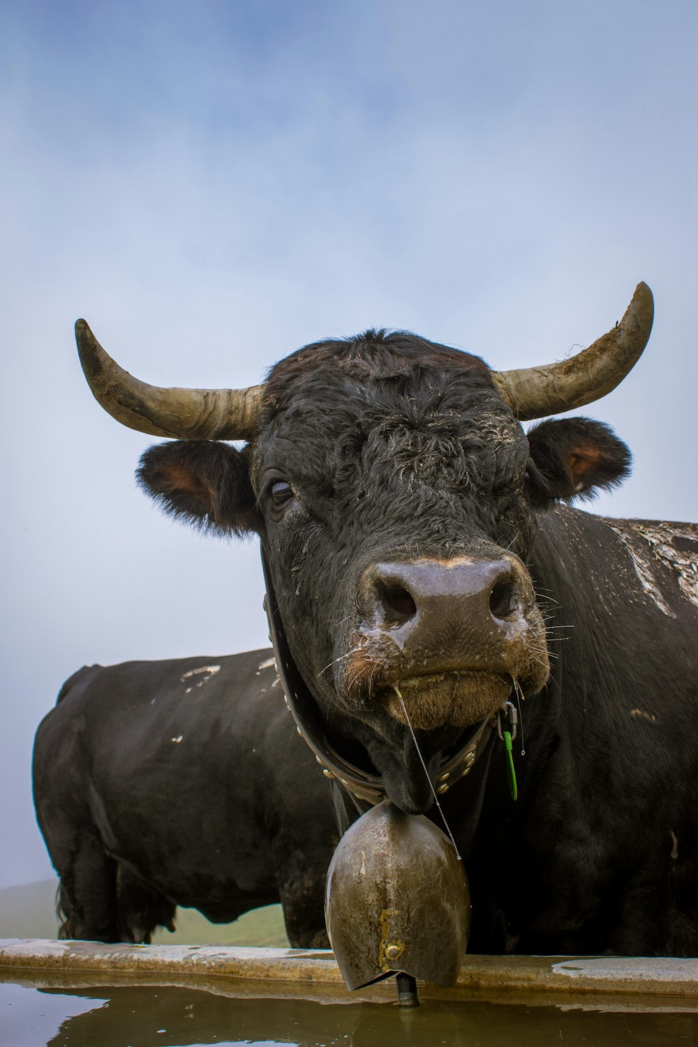 black cow on white snow during daytime