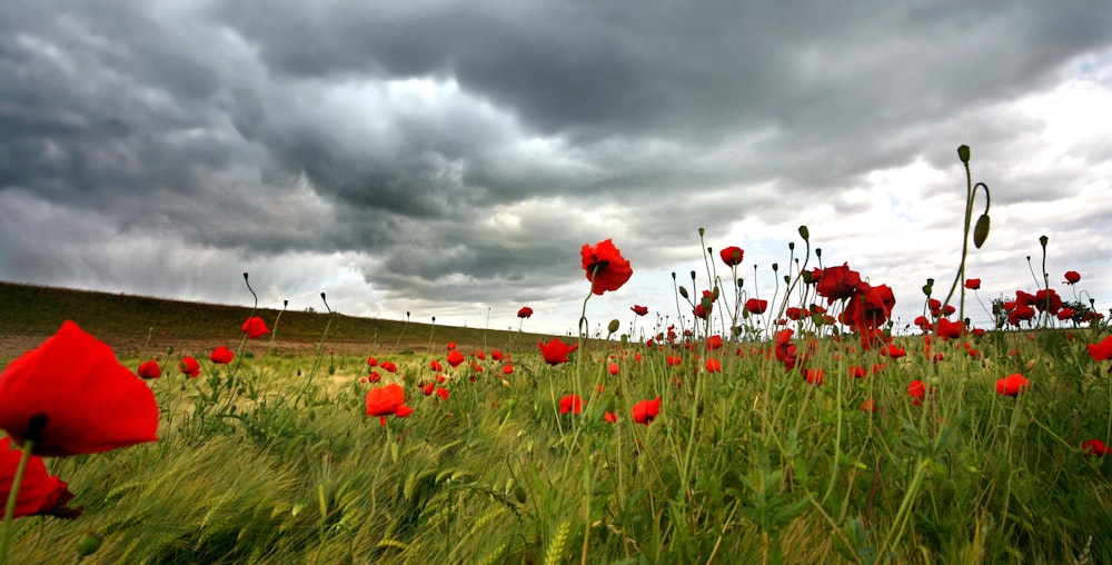 red flowers on green grass field under cloudy sky during daytime