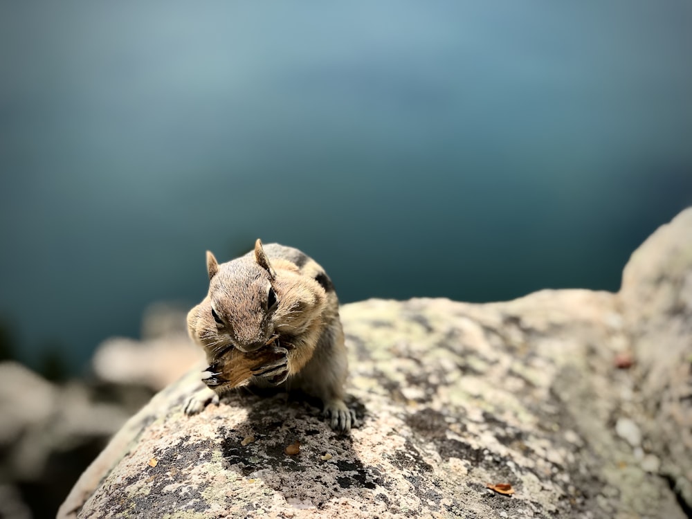 brown squirrel on gray rock during daytime