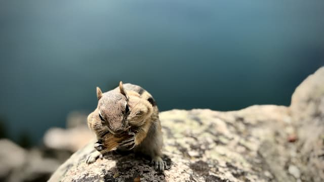 Chipmunk