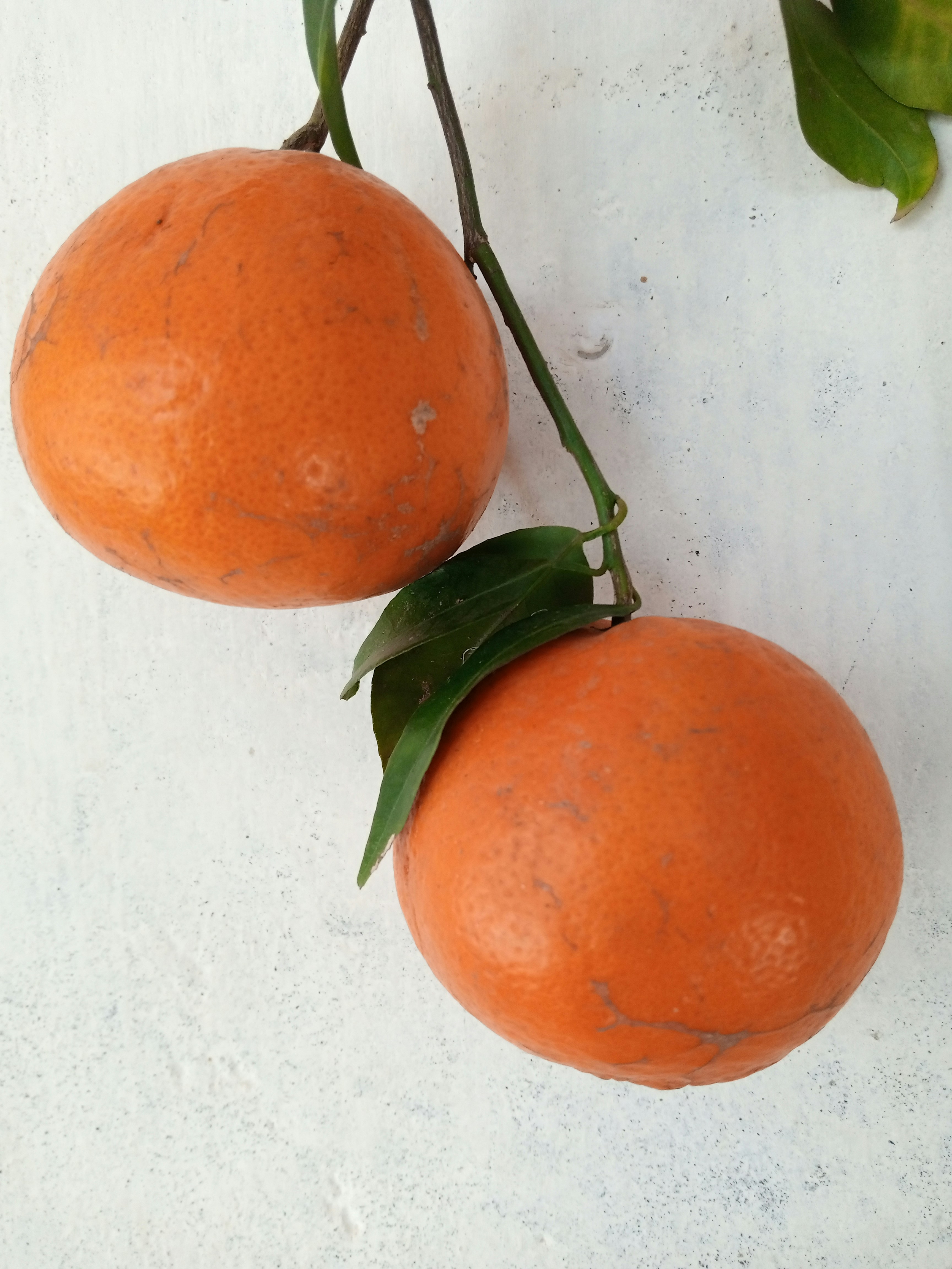 Photo by sabajamaldin