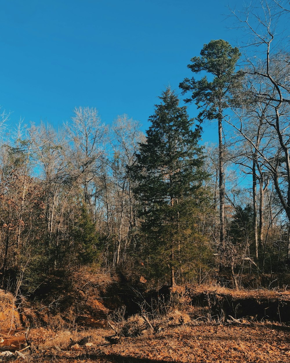 green trees under blue sky during daytime