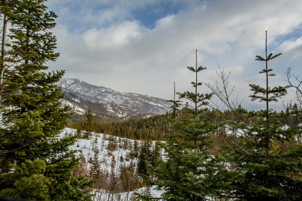 昼間は曇り空の下、雪に覆われた山の近くの緑の松の木
