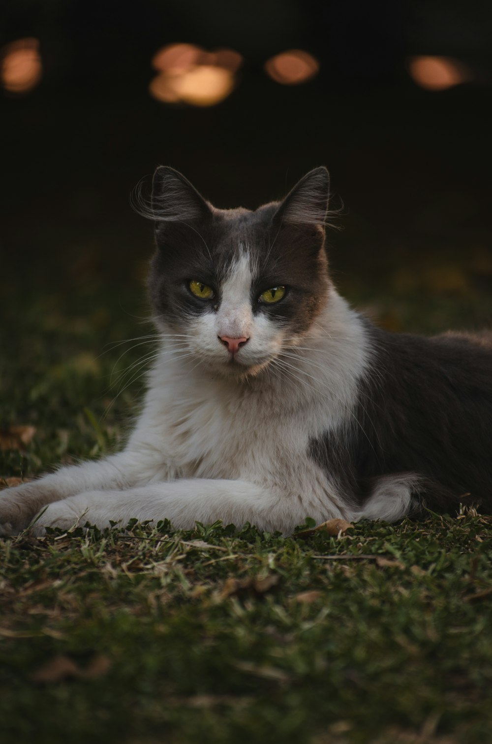 black and white cat on brown grass