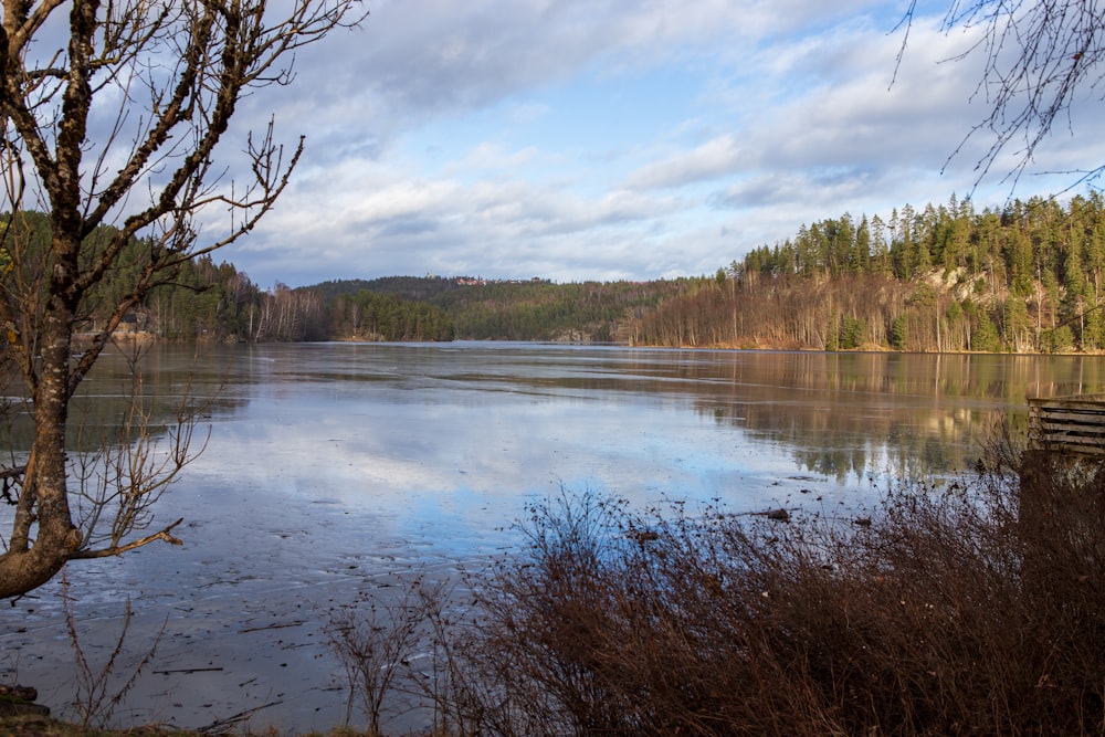 green trees beside river under blue sky during daytime