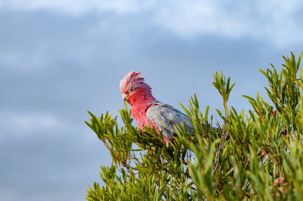 red and gray bird on green grass during daytime