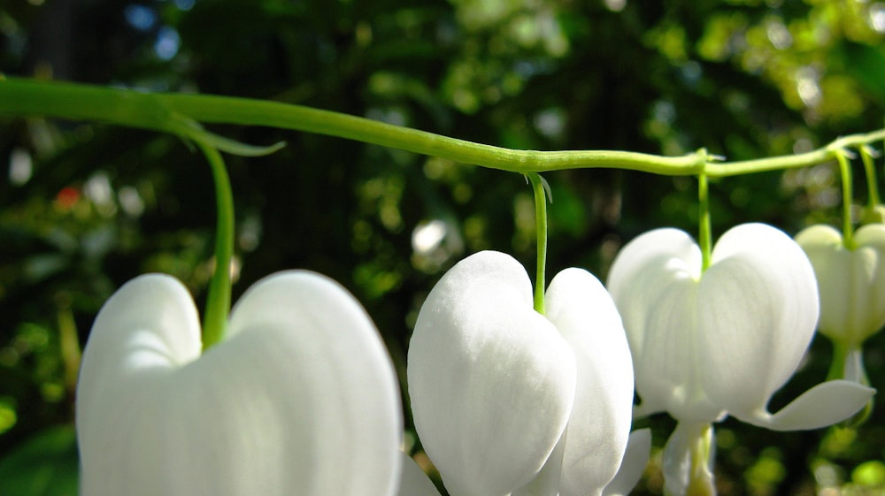 white tulips in bloom during daytime