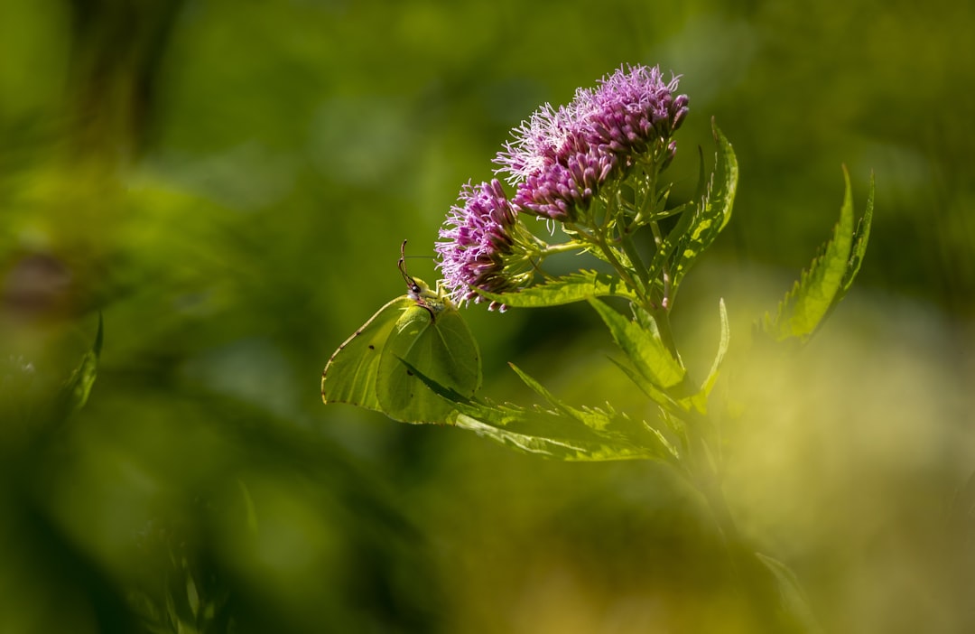 purple flower in tilt shift lens