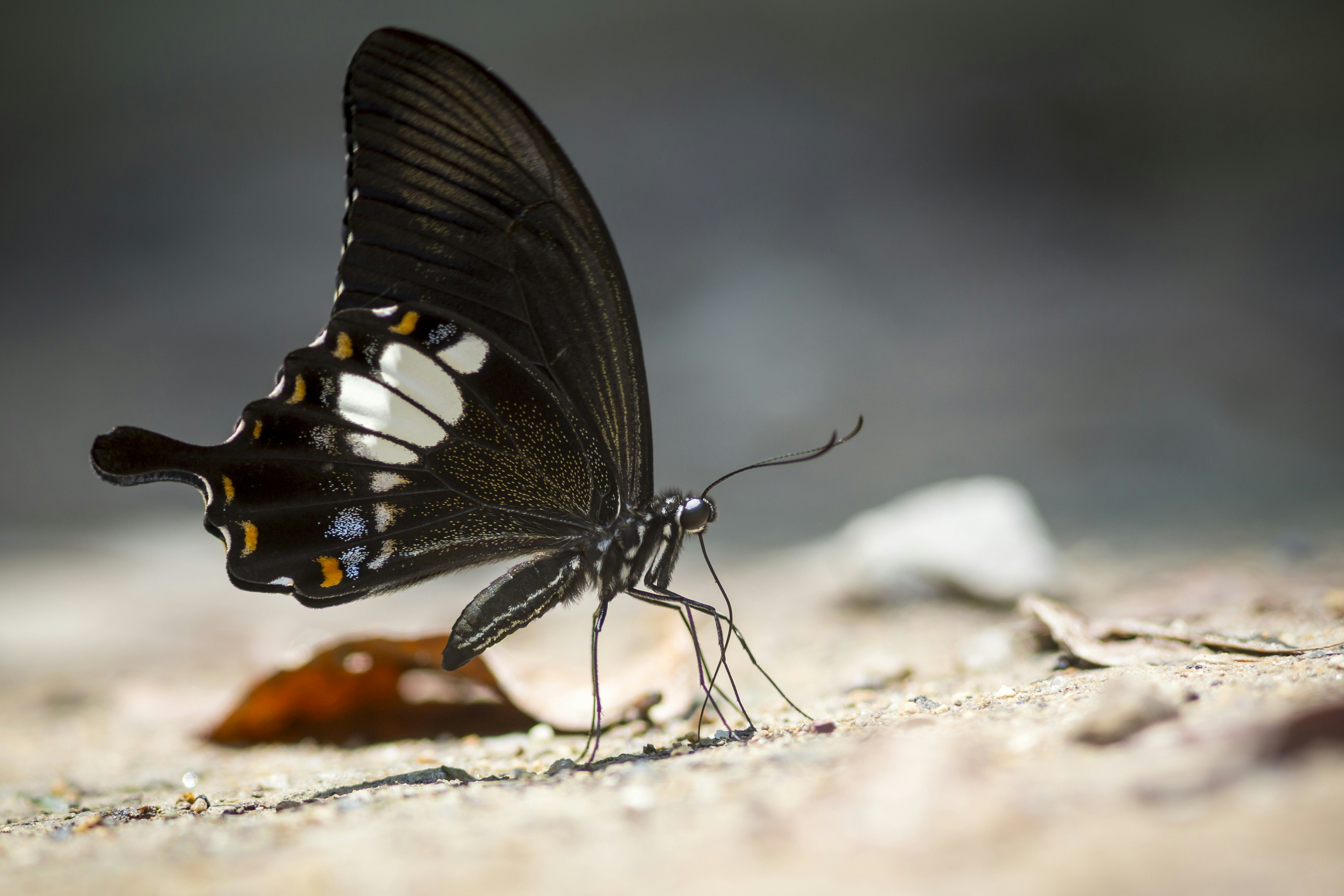 black and white butterfly on white rock