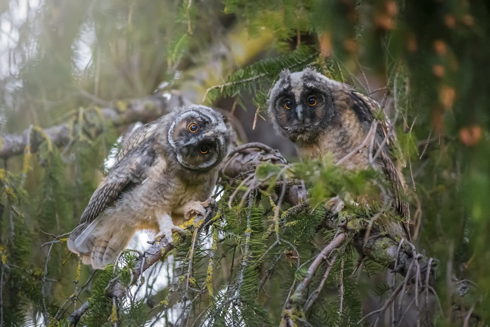 brown owl on green tree during daytime