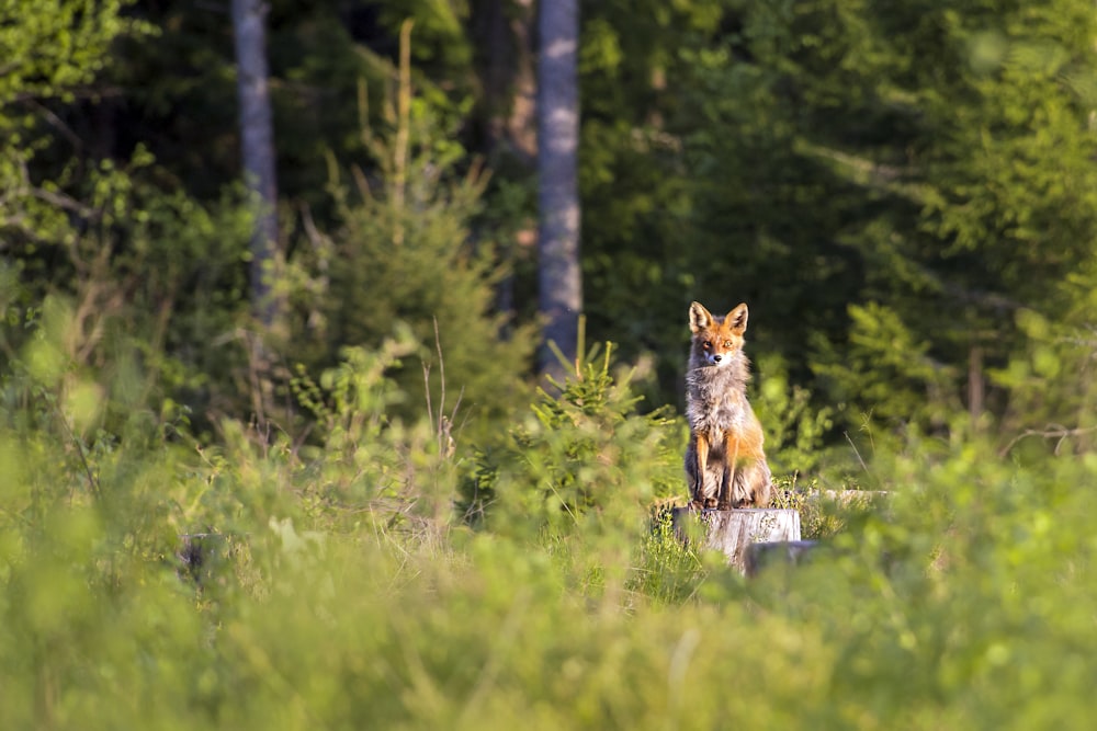 brown fox on green grass field during daytime