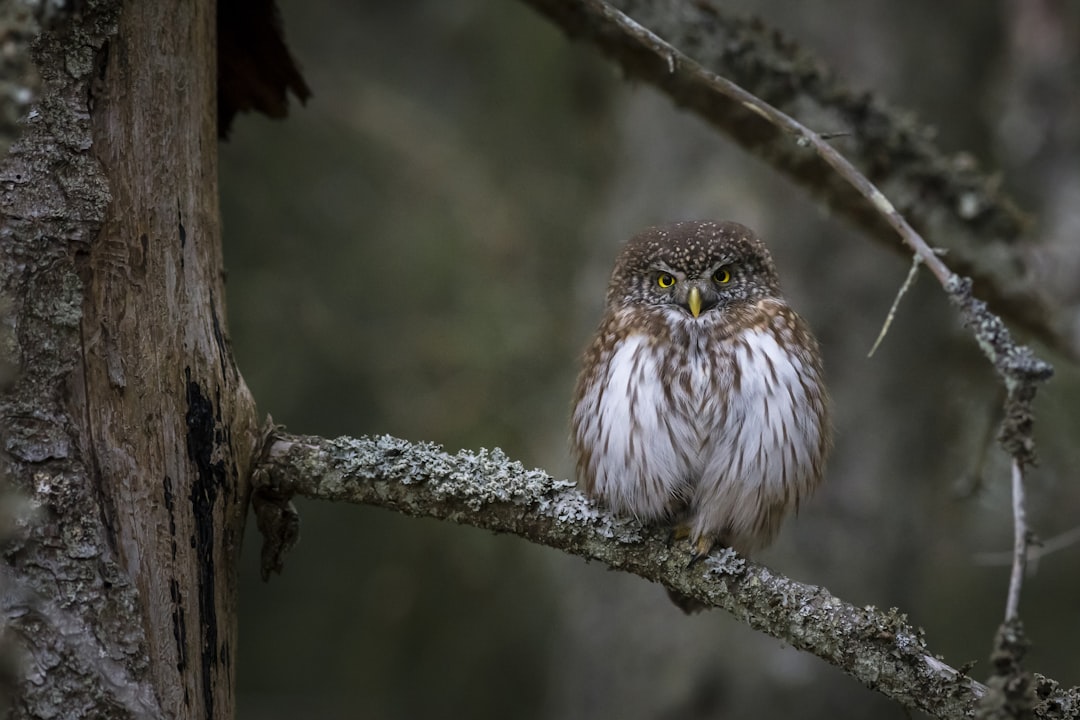 brown and white owl on brown tree branch