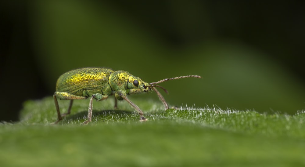 green and black bug on green grass in macro photography
