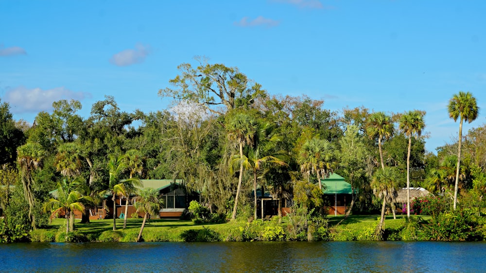 green trees beside body of water during daytime