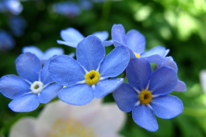 Tale of the Forget-Me-Nots