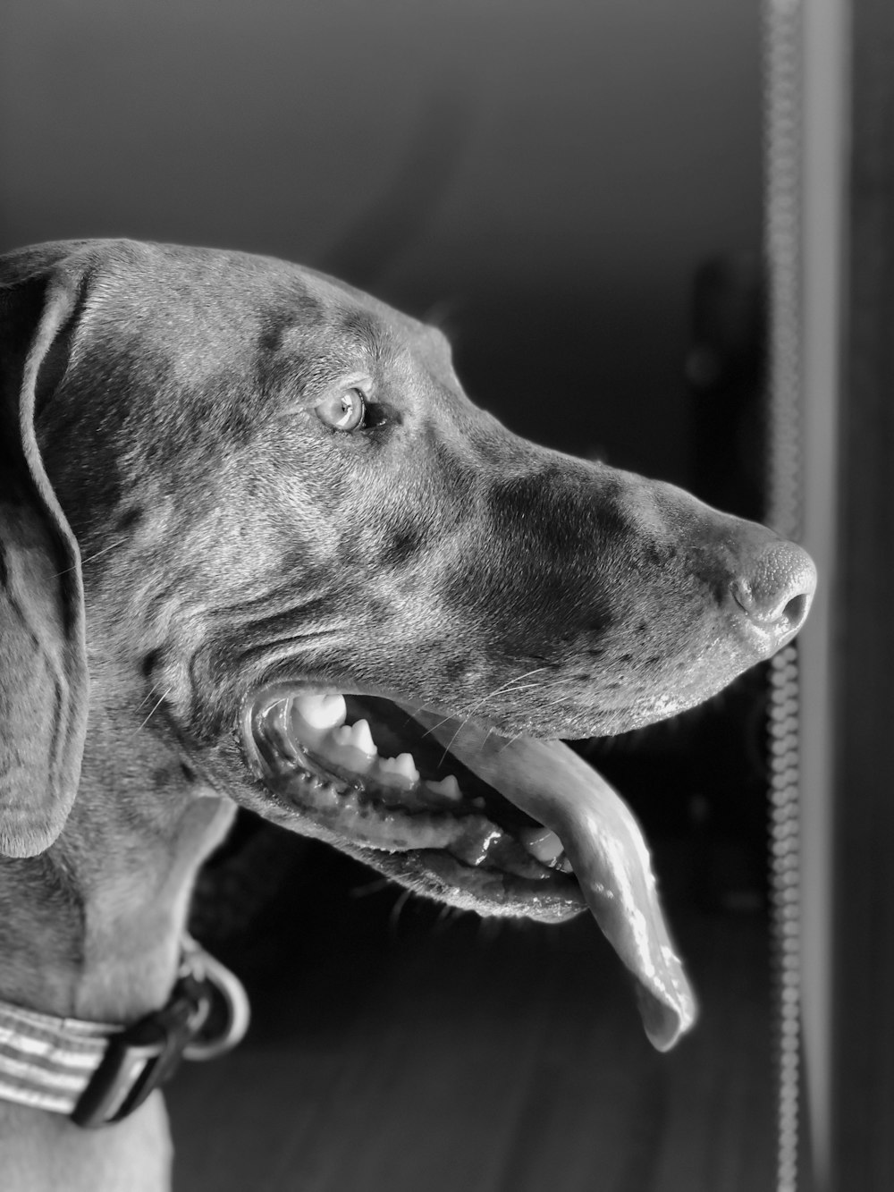 Graustufenfoto eines kurzhaarigen Hundes