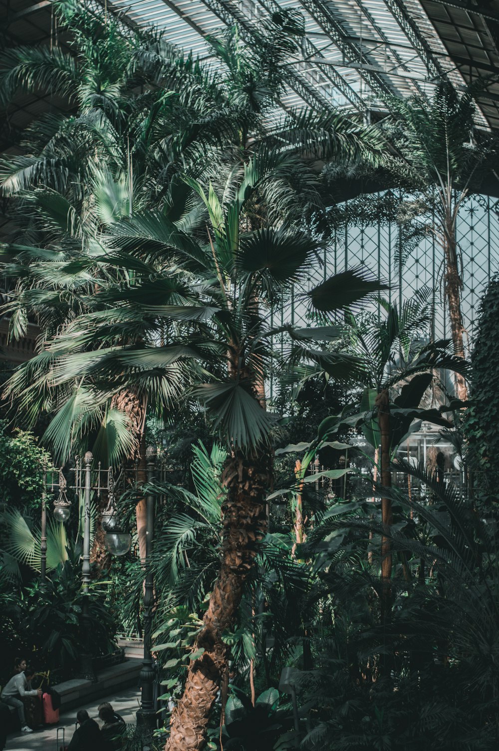 green palm tree inside greenhouse