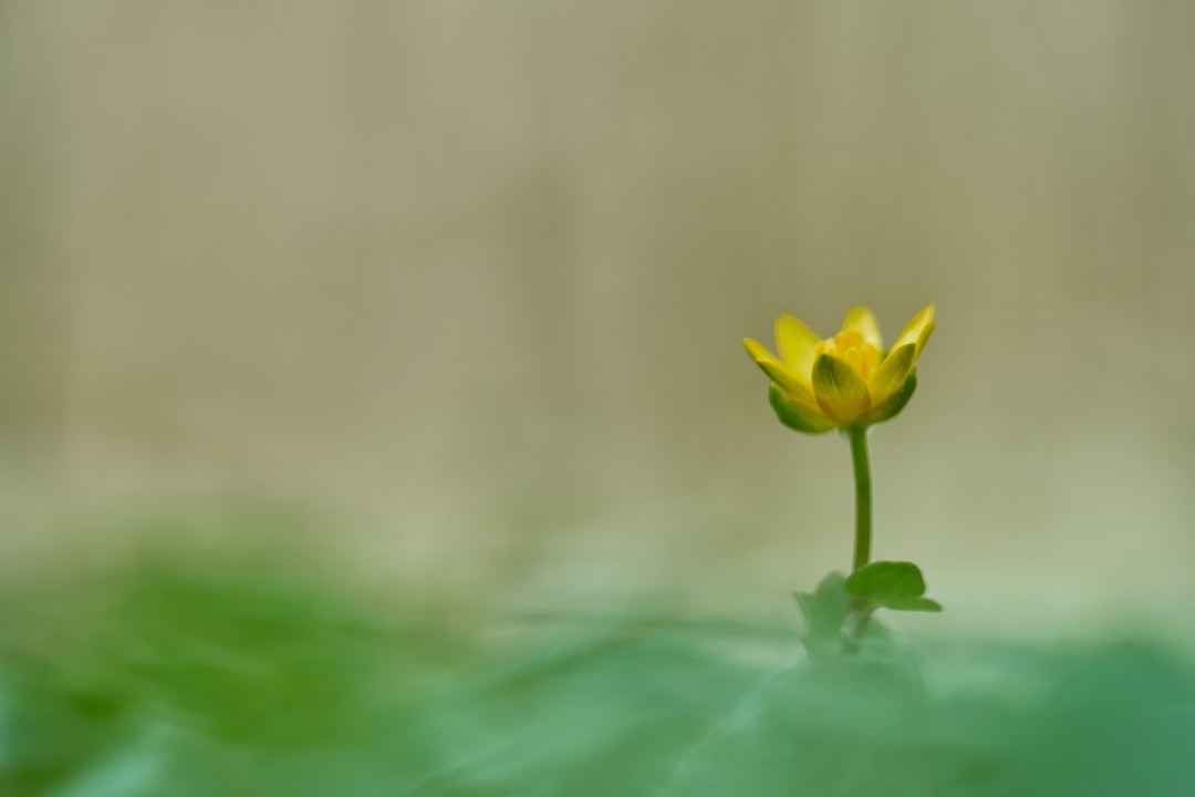 yellow flower in tilt shift lens