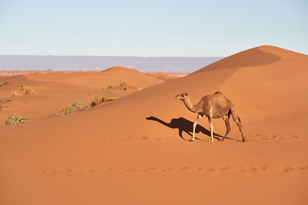 brown camel on desert during daytime